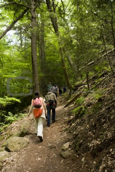 Hikers on a Trail in Forest