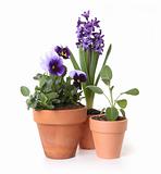 Colorful Spring Flowers of Pansies and Hyacinth in Pots