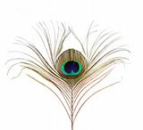 Peacock Feather Isolated