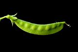 Snow Pea with Dew Drops Isolated Over Black