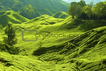 Tea farm.