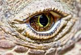 Komodo dragon eye