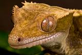 New Caledonian Gecko