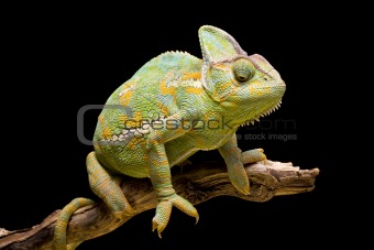 Yemen/Veiled Chameleon