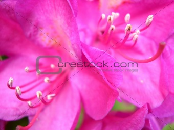 rhododenron flower