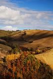 Fall colors on hillside