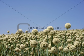 White onion flowers