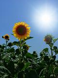 Sun over sunflowers
