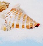 Conus shell on white sand