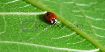 Ladybird and green leaf
