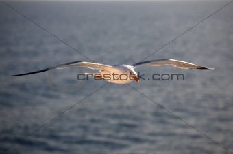 seagull1