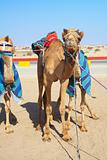 Robot controlled camel racing