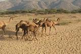 Camels In The Desert