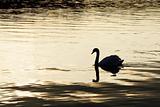 Swan Silhouette on Water in Sunset