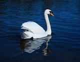 White swan i