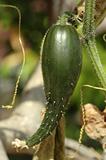 Fresh Cucumber Plant