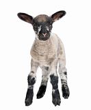Black and white Lamb facing the camera (15 days old)