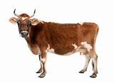 brown Jersey cow (10 years old)
