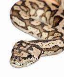carpet python - Morelia spilota variegata