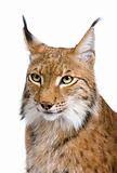 Close-up of a Eurasian Lynx's head - Lynx lynx (5 years old)