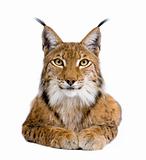 Eurasian Lynx - Lynx lynx (5 years old)