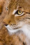 Close-up of a Eurasian Lynx's head - Lynx lynx (5 years old)