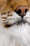 close-up on a feline's snout - Eurasian Lynx - Lynx lynx (5 year