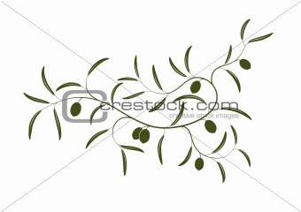 Olive branch 