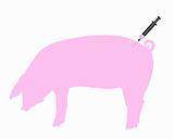 Swine gets an inoculation because of swine flu