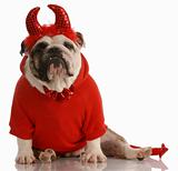 dog dressed up as a devil