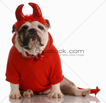 dog dressed up as a devil