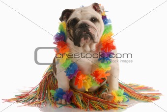 dog dressed up as a hula dancer