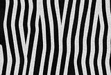 zebra texture 