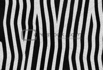zebra texture 