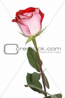 Rose On White