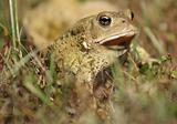 frowning toad
