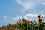 Sunflowers in a row