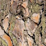 Lichens on tree bark