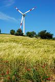 Wind turbine and golden field