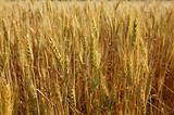 golden wheat cereal yellow field