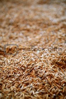 Oat cereal grain texture  selective focus