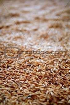 Oat cereal grain texture  selective focus