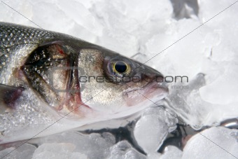 seabass fish  on ice