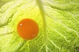 Egg yolk over cabbage leaf
