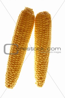 Corn cobs in yellow color