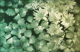 Painted Flowers Background Grunge
