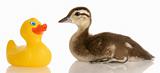 rubber duck and baby mallard duck