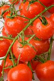 Close-up of tomatoes on vine