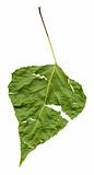 Grunge leaf, isolated, with clipping path