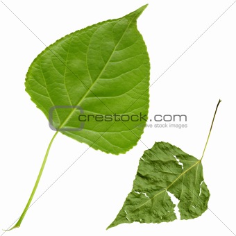 fresh and grunge leafs, with clipping path